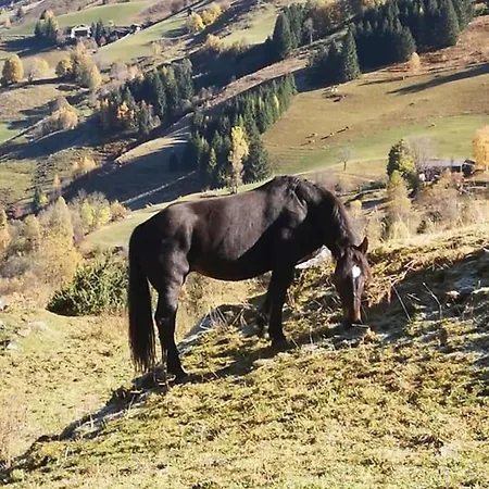 Manuela 13 Apartment *